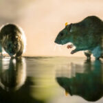 Unexpected Benefits of Sugared Gel in Hair Revival and Growth Two mice reflected in water under soft lighting.