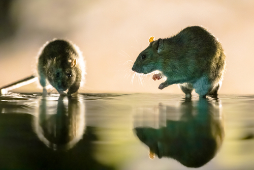 shutterstock_1939370359.jpg featured image Two mice reflected in water under soft lighting.
