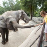 Coordinated Zoo ATTACKS Across Five States—Families Terrorized… A woman feeding elephants at a zoo