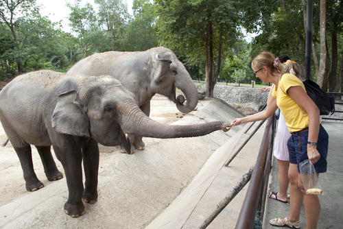 A woman feeding elephants at a zoo