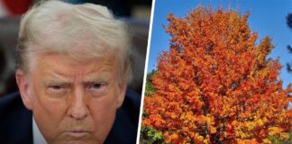 New bombshell book reveals Trump was fixated on buying maple trees at start of Iran war