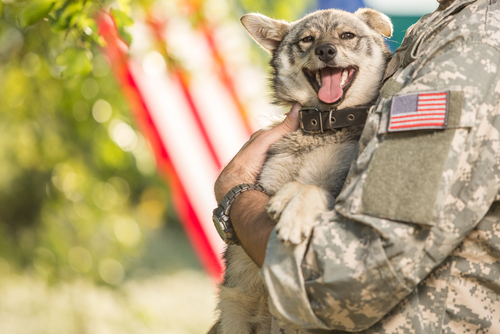 Soldier holding a happy dog with an American flag.